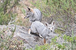 UNA PAREJA DE ZORROS CULPEO
